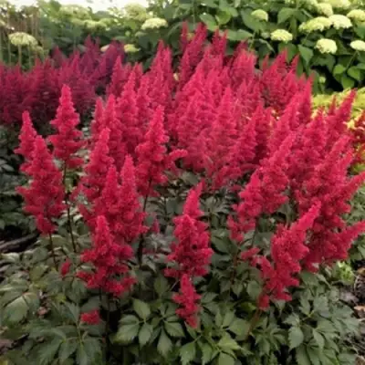 Астильба ФАНАЛ в Витебске