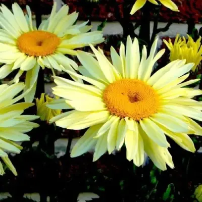 Нивяник БРОДВЕЙ ЛАЙТС великолепный в Витебске