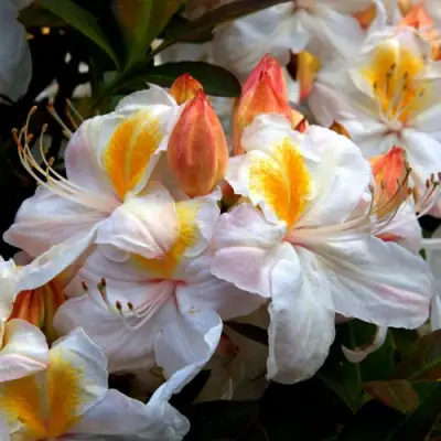 Азалия СИЛЬВЕР СЛИППЕР листопадная в Витебске