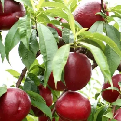 Нектарин ФАНТАЗИЯ в Витебске