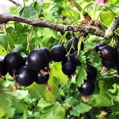 Йошта КРЫМСКАЯ в Витебске