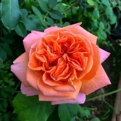 Роза РЕНЕ ГОССИНИ чайно-гибридная в Витебске