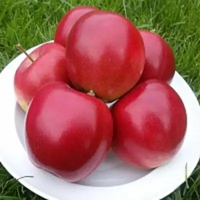 Яблоня СЯБРЫНА в Витебске