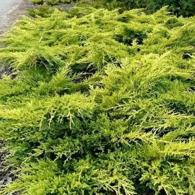 Можжевельник ОЛД ГОЛД средний в Витебске