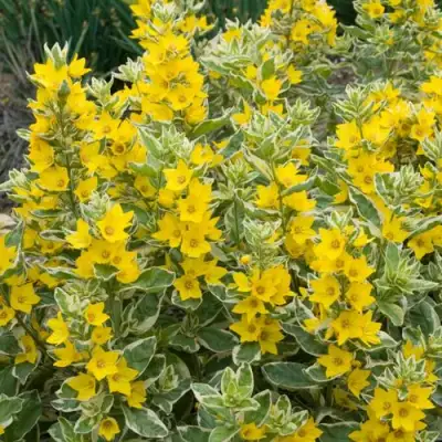 Вербейник АЛЕКСАНДР точечный в Витебске