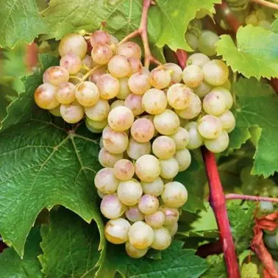 Виноград КРИСТАЛЛ в Витебске