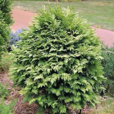 Туя ВАРЕАНА ЛЮТЕСЦЕНС западная в Витебске