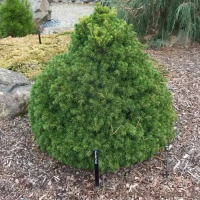 Ель ТОМПА обыкновенная в Витебске