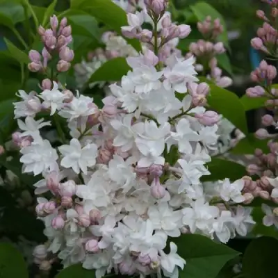 Сирень КРАСАВИЦА МОСКВЫ в Витебске