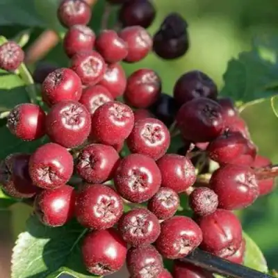 Рябина БУРКА сладкоплодная в Витебске