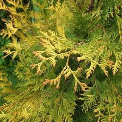 Туя ГОЛДЕН БРАБАНТ западная в Витебске