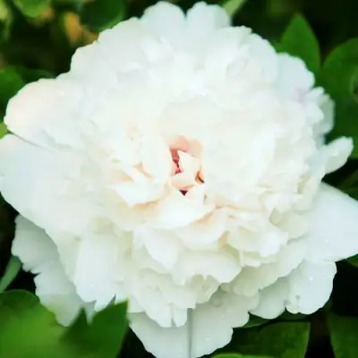 Пион СНЕЖНАЯ КРЕПОСТЬ древовидный в Витебске