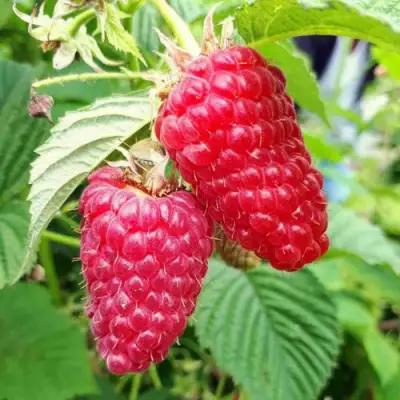 Малина ПШЕХИБА в Витебске