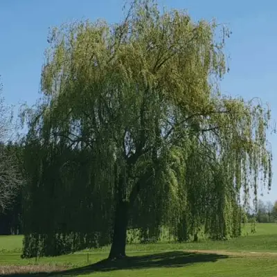 Ива белая в Витебске