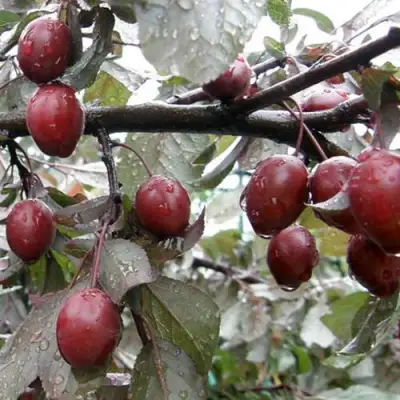 Слива НИГРА растопыреная в Витебске