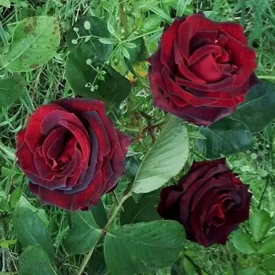 Роза ПАПА МЕЙЯН чайно-гибридная в Витебске