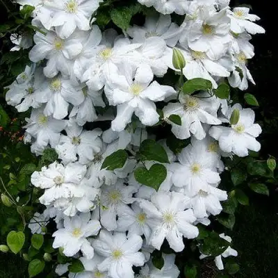 Клематис ТОКИ в Витебске