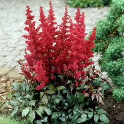 Астильба ГРАНАТ Арендса в Витебске