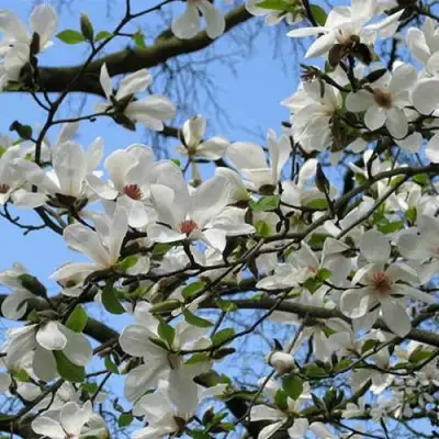 Магнолия АЛЬБА СУПЕРБА в Витебске