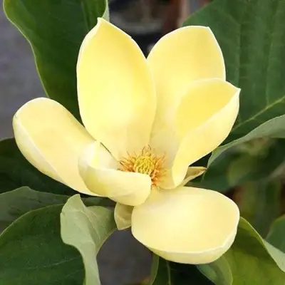 Магнолия ЕЛЛОУ ЛАНТЕРН в Витебске