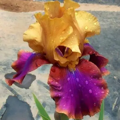 Ирис ГАЛА МАДРИД бородатый в Витебске