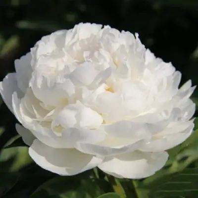 Пион СНЕЖНАЯ КРЕПОСТЬ древовидный в Витебске