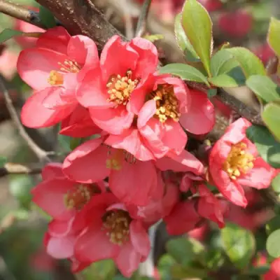 Айва ПИНК КВИН в Витебске