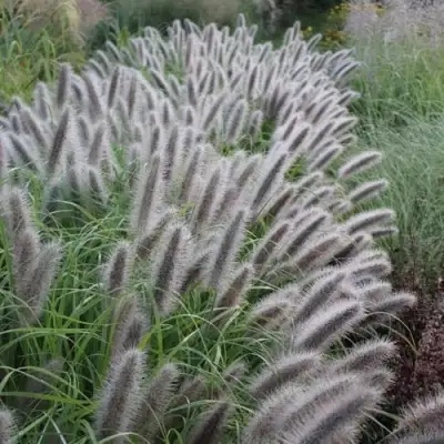 Пеннисетум БЛЭК БЬЮТИ в Витебске