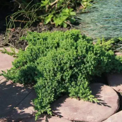 Можжевельник АВАСИ лежачий  в Витебске