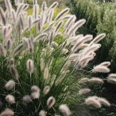 Пеннисетум ЛЕДИ Ю в Витебске