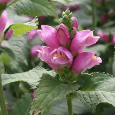 Хелоне КОСАЯ в Витебске