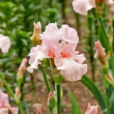 Ирис ПИНК ХОРАЙЗОН бородатый в Витебске