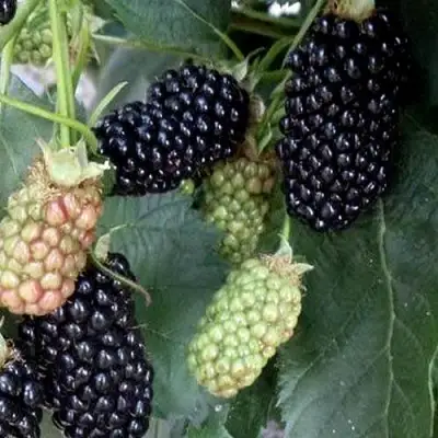 Ежевика ПРАЙМ АРК ФРИДОМ ремонтантная  в Витебске