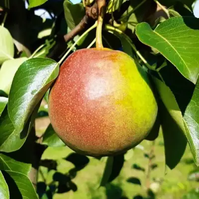 Груша КУПАЛА в Витебске