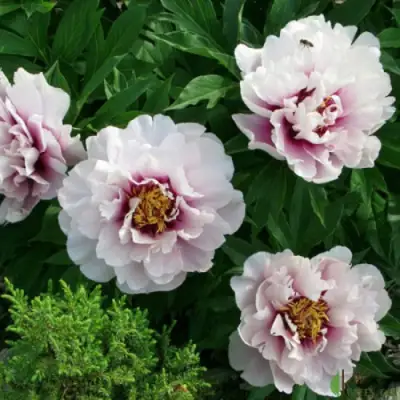 Пион КОРА ЛУИЗА ито-гибрид в Витебске