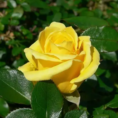 Роза ПАПИЛОН чайно-гибридная в Витебске