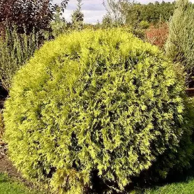 Туя ГЛОБОЗА АУРЕА западная в Витебске