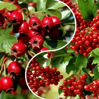 Комплект БУДЬ ЗДОРОВ в Витебске