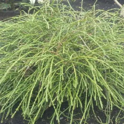 Туя ФИЛИФОРМИС   в Витебске