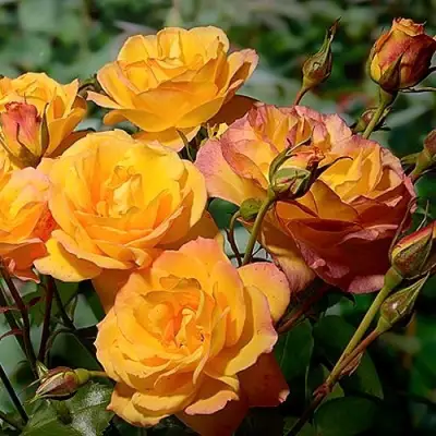 Роза САХАРА плетистая в Витебске