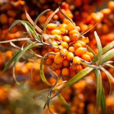 Облепиха ФИНСКАЯ в Витебске