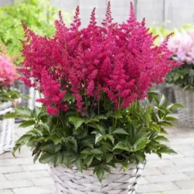 Астильба ЛАКИ ДЕЙ Арендса в Витебске