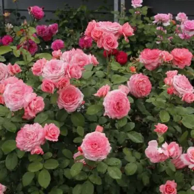 Роза ИНСТИТУТ ЛЮМЬЕР шраб в Витебске