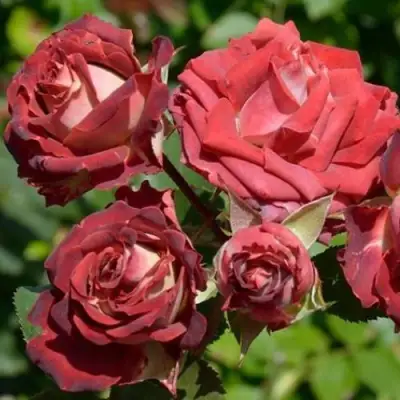 Роза ТИРАМИСУ спрей в Витебске