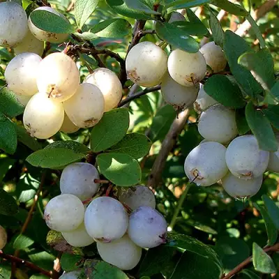 Голубика СНЕГУРОЧКА в Витебске