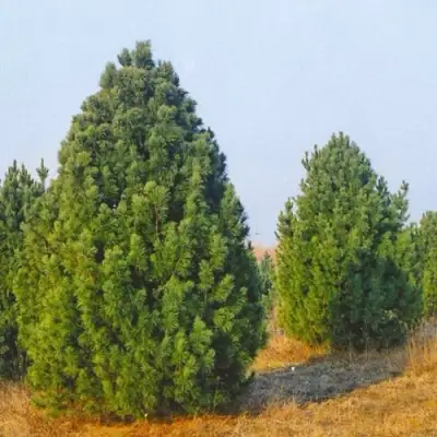 Сосна черная ПИРАМИДАЛИС в Витебске