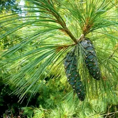 Сосна гриффита в Витебске