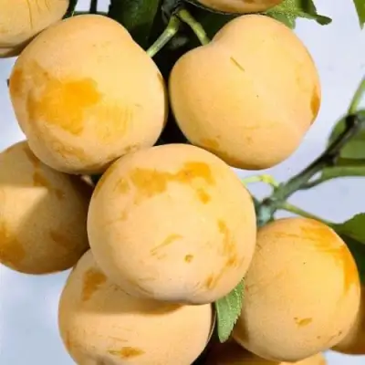 Слива РЕНКЛОД ранний в Витебске