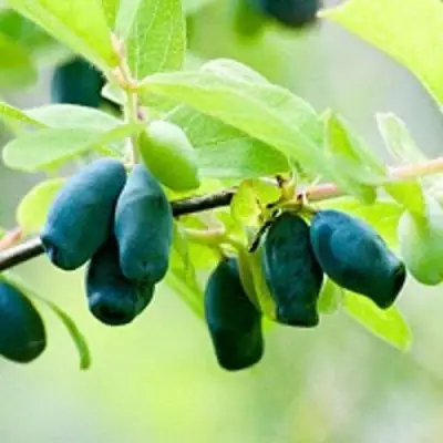 Жимолость съедобная АМФОРА в Витебске