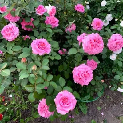 Роза ЭШЛИ чайно-гибридная в Витебске